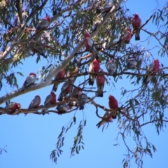 Eolophus roseicapilla (Galah) at Saint George, QLD - 2 Jul 2024 by MB