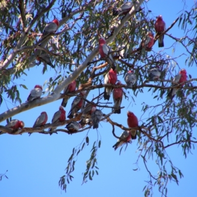 Eolophus roseicapilla (Galah) at Saint George, QLD - 2 Jul 2024 by MB