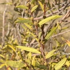 Acacia siculiformis (Dagger Wattle) at Lower Molonglo - 2 Jul 2024 by SteveBorkowskis