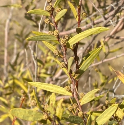 Acacia siculiformis (Dagger Wattle) at Molonglo River Reserve - 2 Jul 2024 by SteveBorkowskis