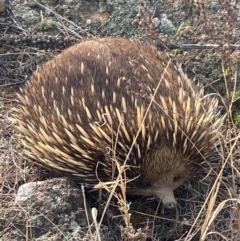 Tachyglossus aculeatus (Short-beaked Echidna) at Molonglo River Reserve - 2 Jul 2024 by SteveBorkowskis