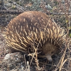 Tachyglossus aculeatus (Short-beaked Echidna) at Lower Molonglo - 2 Jul 2024 by SteveBorkowskis