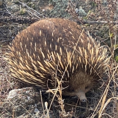 Tachyglossus aculeatus (Short-beaked Echidna) at Molonglo River Reserve - 2 Jul 2024 by SteveBorkowskis