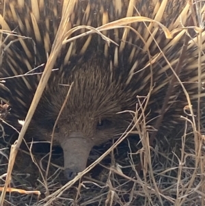 Tachyglossus aculeatus at Molonglo River Reserve - suppressed