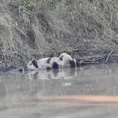 Sus scrofa (Feral Pig) at Dirranbandi, QLD - 2 Jul 2024 by MB