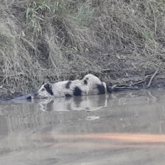 Sus scrofa (Pig (feral)) at Dirranbandi, QLD - 2 Jul 2024 by MB