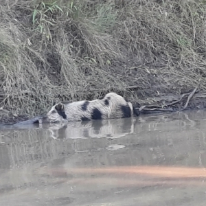 Sus scrofa (Pig (feral)) at Dirranbandi, QLD by MB