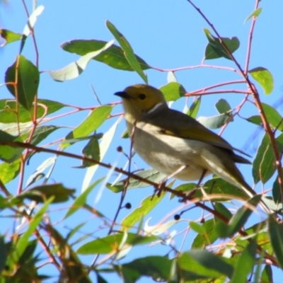 Ptilotula penicillata (White-plumed Honeyeater) at Dirranbandi, QLD - 2 Jul 2024 by MB