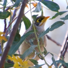 Manorina flavigula (Yellow-throated Miner) at Dirranbandi, QLD - 2 Jul 2024 by MB