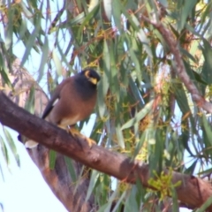 Acridotheres tristis (Common Myna) at Dirranbandi, QLD - 2 Jul 2024 by MB