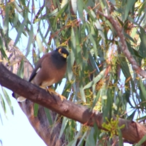 Acridotheres tristis at Dirranbandi, QLD - 2 Jul 2024