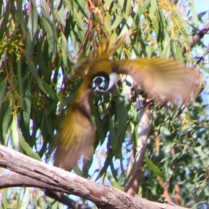 Entomyzon cyanotis at Dirranbandi, QLD - 2 Jul 2024 02:16 PM