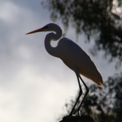 Ardea alba (Great Egret) at Dirranbandi, QLD - 2 Jul 2024 by MB