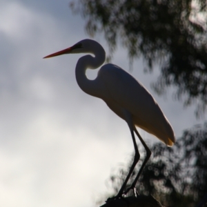 Ardea alba at Dirranbandi, QLD - 2 Jul 2024 02:54 PM