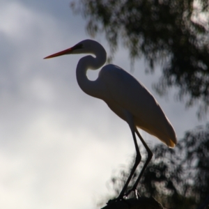 Ardea alba (Great Egret) at Dirranbandi, QLD by MB