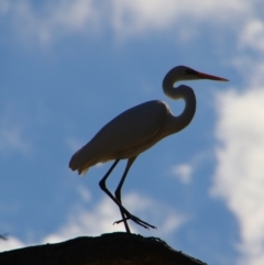 Ardea alba at Dirranbandi, QLD - 2 Jul 2024 02:54 PM