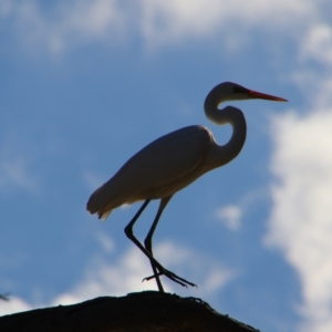 Ardea alba at Dirranbandi, QLD - 2 Jul 2024 02:54 PM
