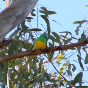 Psephotus haematonotus at Dirranbandi, QLD - 2 Jul 2024