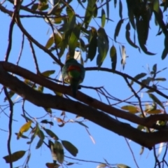 Psephotus haematonotus at Dirranbandi, QLD - 2 Jul 2024