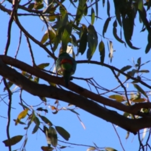 Psephotus haematonotus at Dirranbandi, QLD - 2 Jul 2024 02:58 PM