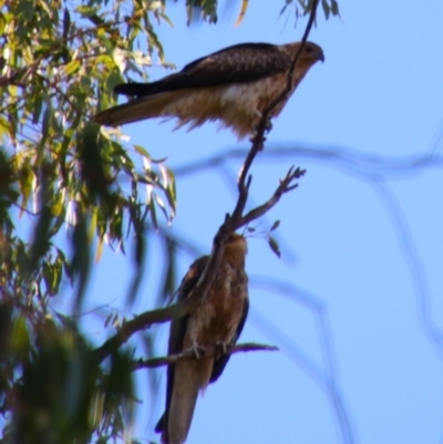 Haliastur sphenurus (Whistling Kite) at Dirranbandi, QLD - 2 Jul 2024 by MB
