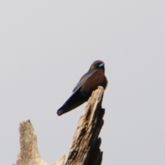 Artamus minor (Little Woodswallow) at Dirranbandi, QLD - 2 Jul 2024 by MB
