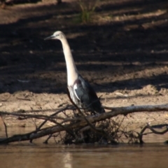 Ardea pacifica (White-necked Heron) at Dirranbandi, QLD - 2 Jul 2024 by MB