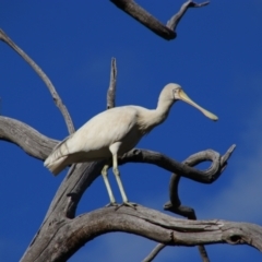 Platalea flavipes at Dirranbandi, QLD - 2 Jul 2024