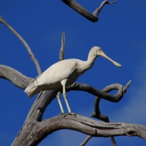 Platalea flavipes at Dirranbandi, QLD - 2 Jul 2024