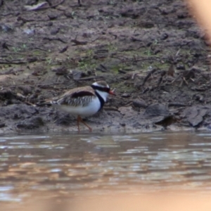 Charadrius melanops at Dirranbandi, QLD - 2 Jul 2024 03:13 PM