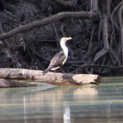 Phalacrocorax varius (Pied Cormorant) at Dirranbandi, QLD - 2 Jul 2024 by MB