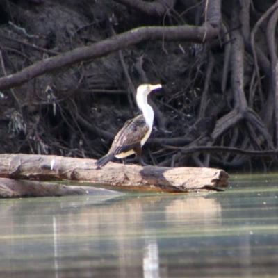 Phalacrocorax varius (Pied Cormorant) at Dirranbandi, QLD - 2 Jul 2024 by MB