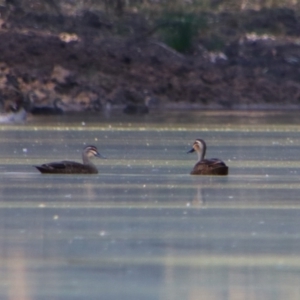 Anas superciliosa at Dirranbandi, QLD - 2 Jul 2024