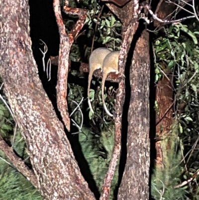 Pseudocheirus peregrinus (Common Ringtail Possum) at Ulladulla Reserves Bushcare - 2 Jul 2024 by Clarel