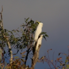 Cacatua galerita (Sulphur-crested Cockatoo) at Dirranbandi, QLD - 2 Jul 2024 by MB