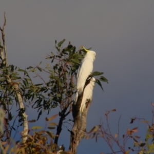 Cacatua galerita (Sulphur-crested Cockatoo) at Dirranbandi, QLD by MB