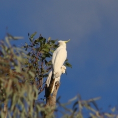 Cacatua galerita at Dirranbandi, QLD - 2 Jul 2024