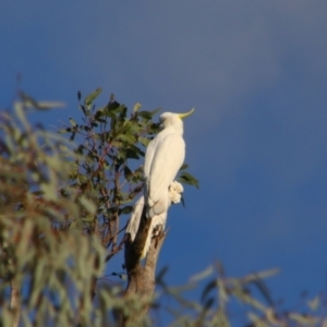 Cacatua galerita at Dirranbandi, QLD - 2 Jul 2024 04:01 PM