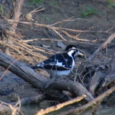 Grallina cyanoleuca (Magpie-lark) at Dirranbandi, QLD - 2 Jul 2024 by MB