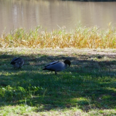 Chenonetta jubata (Australian Wood Duck) at Saint George, QLD - 2 Jul 2024 by MB