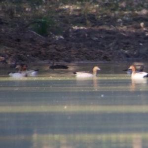 Chenonetta jubata at Dirranbandi, QLD - 2 Jul 2024 03:27 PM