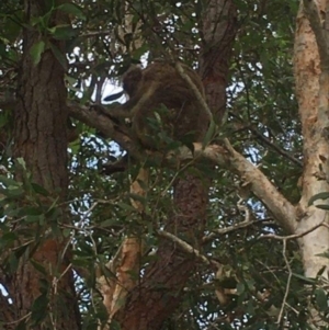 Phascolarctos cinereus at Brunswick Heads, NSW - 22 Feb 2021 05:27 PM