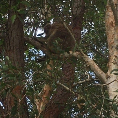 Phascolarctos cinereus (Koala) at Brunswick Heads, NSW - 22 Feb 2021 by Melanie