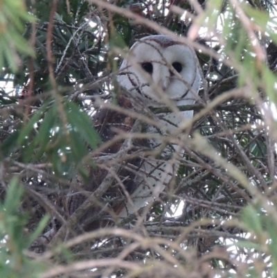 Tyto alba (Barn Owl) at Herne Hill, VIC - 1 Jun 2024 by WendyEM