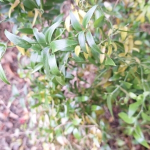 Asparagus asparagoides at Hackett, ACT - 2 Jul 2024