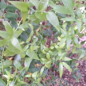 Asparagus asparagoides at Hackett, ACT - 2 Jul 2024