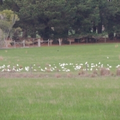 Cacatua galerita (Sulphur-crested Cockatoo) at Freshwater Creek, VIC - 2 Jun 2024 by WendyEM