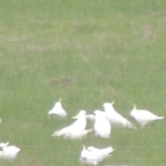 Cacatua galerita at Freshwater Creek, VIC - 2 Jun 2024