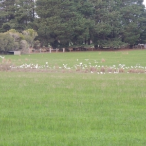 Cacatua sanguinea at Freshwater Creek, VIC - 2 Jun 2024 03:47 PM