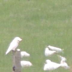 Cacatua sanguinea at Freshwater Creek, VIC - 2 Jun 2024